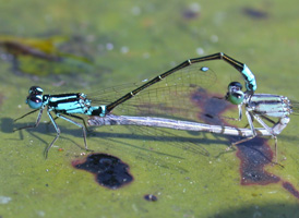 Lilypad Forktail